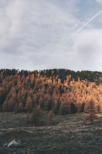 Nature, Trees, Stones, Forest, Hills HD phone wallpaper