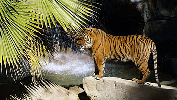 Animals, Rock, Wood, Waterfall, Tree, Stone, Tiger, To Stand, Stand HD wallpaper