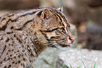 Animals, Muzzle, Spotted, Spotty, Big Cat, Profile, Tongue, Language, Fishing Cat, Fish Cat HD wallpaper
