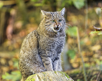 Animals, Cat, Aggression, Is Sitting, Sits, Forest Cat HD wallpaper