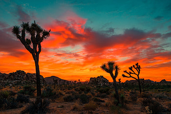 Nature, Trees, Sunset, Park, Joshua Three HD wallpaper