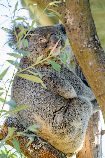 Animals, Wood, Tree, Branches, Animal, Koala HD phone wallpaper