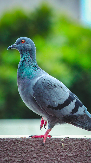 Bird, Grey Pigeon HD phone wallpaper