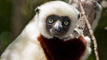 SOS Lemurs, IUCN SOS program, Lemur conservation, Primate protection HD wallpaper