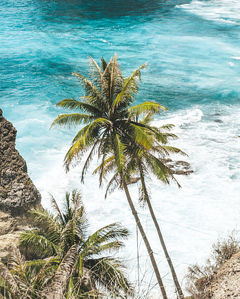 Nature, Sea, Waves, Palms, Tropics HD phone wallpaper