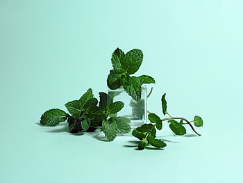 Seasonal mint availability, Buying guide, Proper storage, Culinary uses HD wallpaper