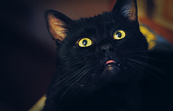 Animals, Cats HD wallpaper