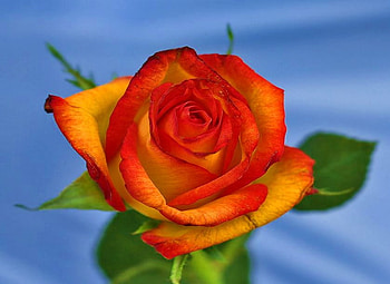 October rose, rose, green leaves, red, colors, blue background, gold HD wallpaper