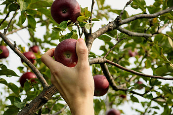 Apple, Hand, Miscellanea, Miscellaneous, Wood, Tree, Branch HD wallpaper