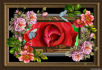 PRETTY ROSE, PRETTY, ROSE, FRAMED HD wallpaper