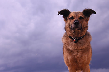 Animals, Dog, Sight, Opinion, Ears HD wallpaper