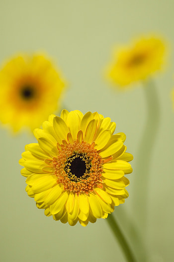 Flowers, Flower, Close-Up, Bloom, Flowering, Gerbera HD phone wallpaper