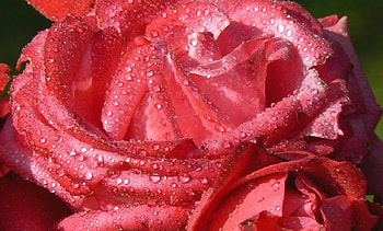 Red Rose, Flowers, Colors, Drops, Rose HD wallpaper
