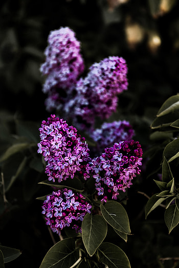 Flowers, Leaves, Lilac, Bush, Bloom, Flowering HD phone wallpaper
