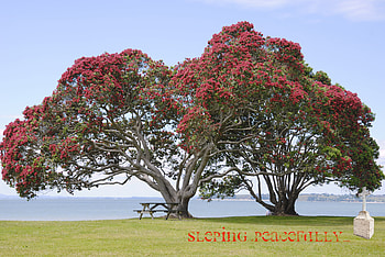 tree with flowers, grave, silent, flowery, red HD wallpaper