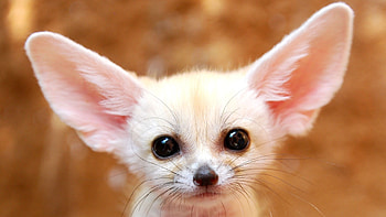 Fennec Fox, Baby fox , Cute baby animal, Adorable fox cub HD wallpaper