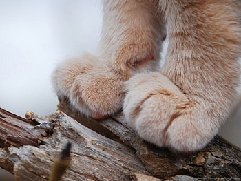 Soft paws on wooden stick, cute, cat, paws, animals HD wallpaper