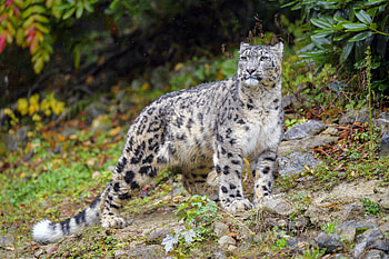 Animals, Snow Leopard, Predator, Big Cat, Wildlife, Irbis HD wallpaper
