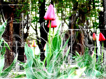 Tulips, nature, fun HD wallpaper
