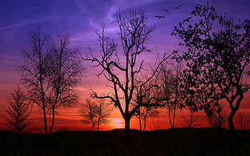 Lovely As A Tree, trees, colors, brushes, sunset HD wallpaper