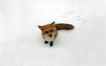 Animals, Fox HD wallpaper