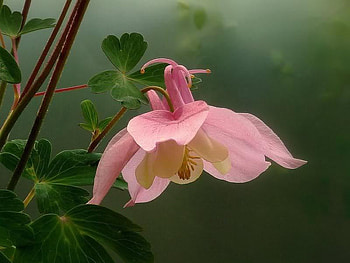 Columbine, pink, leaves, flower HD wallpaper