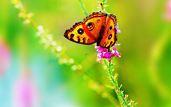 Butterfly on the Flowers, butterfly, animals, insects, nature, flowers, macro HD wallpaper
