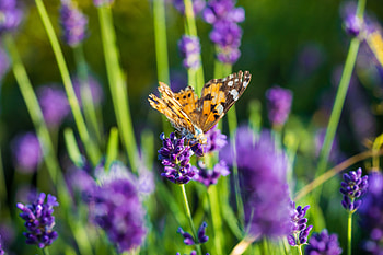 Animal, butterfly HD wallpaper