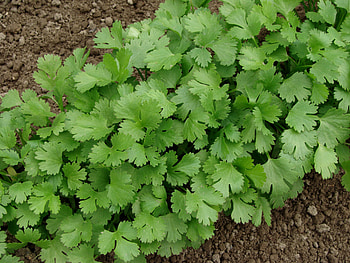 Cilantro seeds, Organic gardening, Gardens of Babylon, Large-scale cultivation HD wallpaper