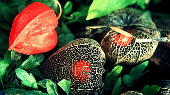 Flowers, Grid, Buds HD wallpaper