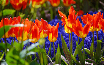 Flowers, Tulips, Plant, Petals HD wallpaper