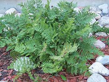 Fern, Plants, Landscape, Mountains, Native Plants HD wallpaper