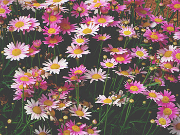 Flowers, Pink, Camomile, Flower Bed, Flowerbed HD wallpaper