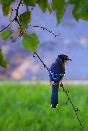 Animals, Feather, Bird, Beak, Branch HD phone wallpaper