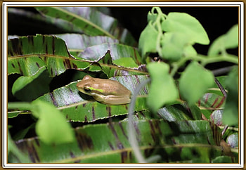 FRAMED FROG, M, NATURE, FROG, FRAMED HD wallpaper
