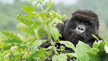 Rwanda travels, Gorilla holiday, Uganda safaris, Group tour HD wallpaper