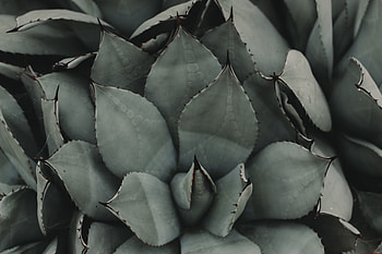 Nature, Leaves, Flower, Plant HD wallpaper