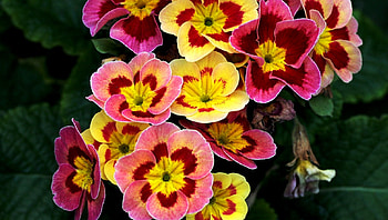 Beautiful flowers, pink, yellow, flower, beautiful, flowers HD wallpaper