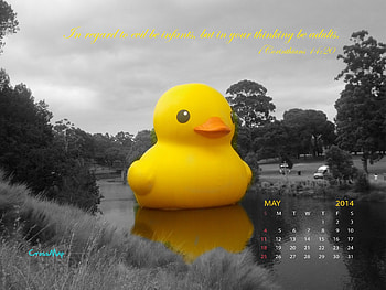 Yellow Rubber Duck 2014 Calendar - May HD wallpaper