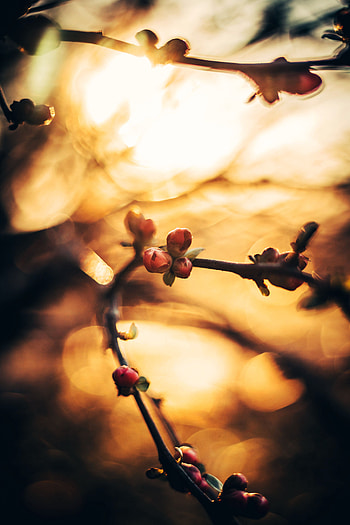 Macro, Glare, Blur, Smooth, Branch, Spring, Bokeh, Boquet, Kidney, Kidneys HD phone wallpaper