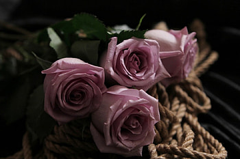 Roses, ropes, flowers, macro HD wallpaper