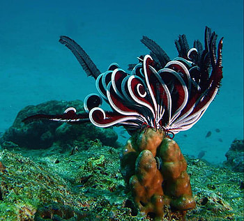 magic underwater world, underwater world, magic HD wallpaper