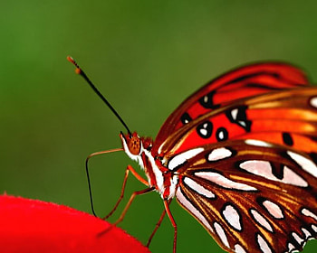 Look At All That Red, white, black, butterfly, red HD wallpaper