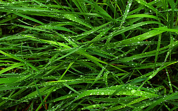 Fresh grass , Clear and crisp, Nature's beauty, Lush scenery HD wallpaper