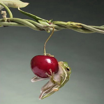 hold on, hold, cherry, green, red, frog HD wallpaper