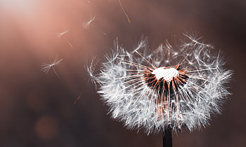 Dandelion Flower Macro , dandelion, plant, flowers, nature, macro HD wallpaper