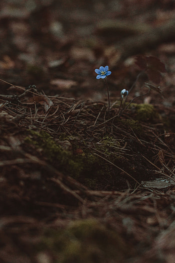 Needle, Flower, Macro, Earth, Land, Moss, Lonely, Alone, Wild, Arenaria, Early HD phone wallpaper