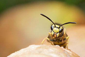 Hornet, Wasp HD wallpaper