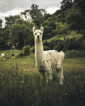 Funny, Animals, Animal, Nice, Sweetheart, Llama, Lama HD phone wallpaper
