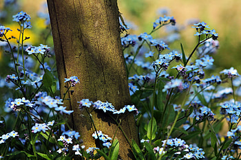 Nature, Flowers, Blue-Eyed, Log, Blue Eyes HD wallpaper
